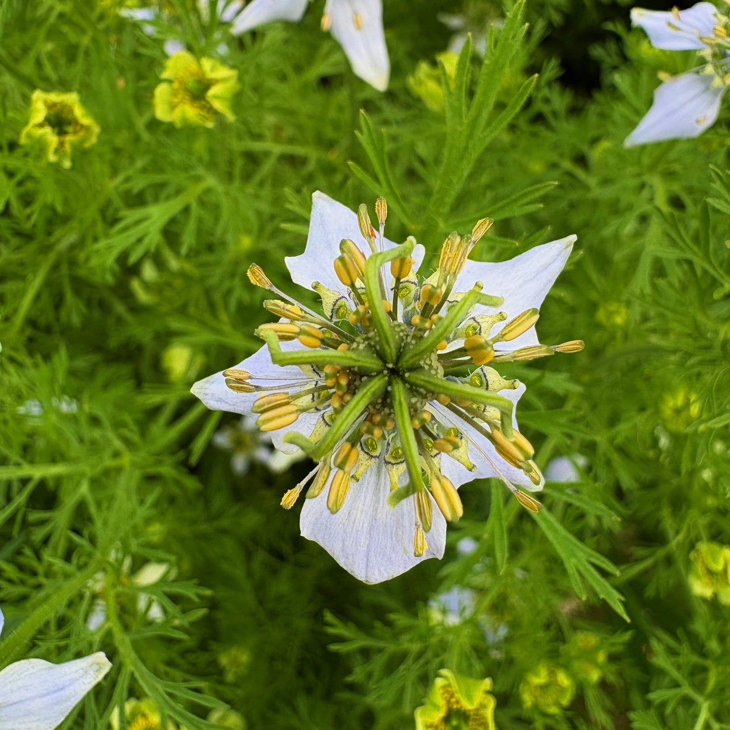 BLACK SEED & VANILLA LUMINOUS FACIAL OIL