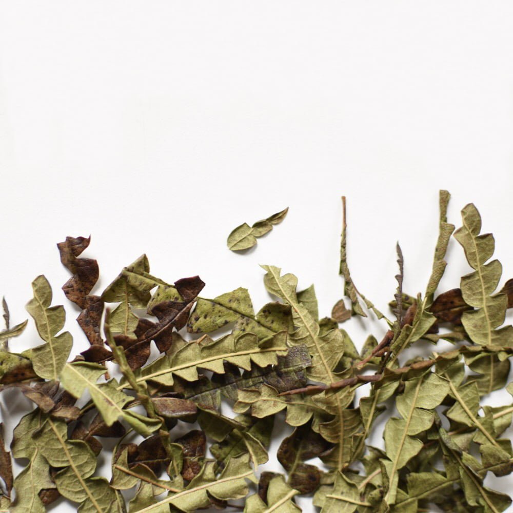 Comptonie Voyageuse, feuille