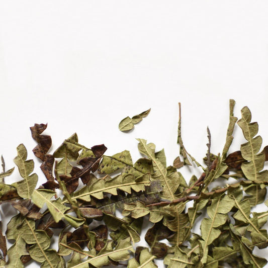 Comptonie Voyageuse, feuille