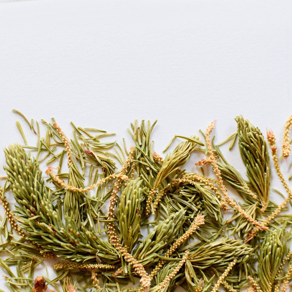 Épinette noire, pousse