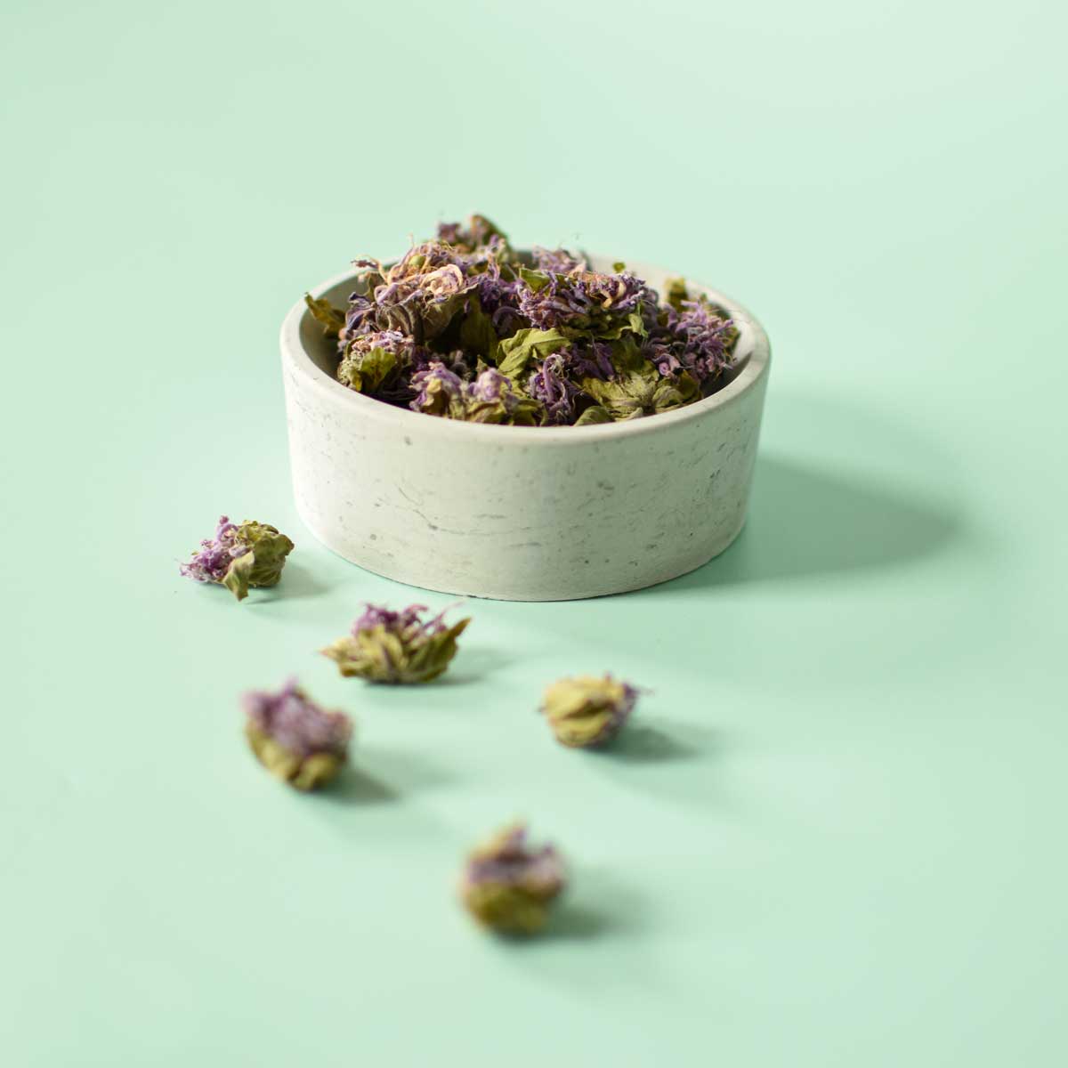 Monarde fistuleuse, fleur