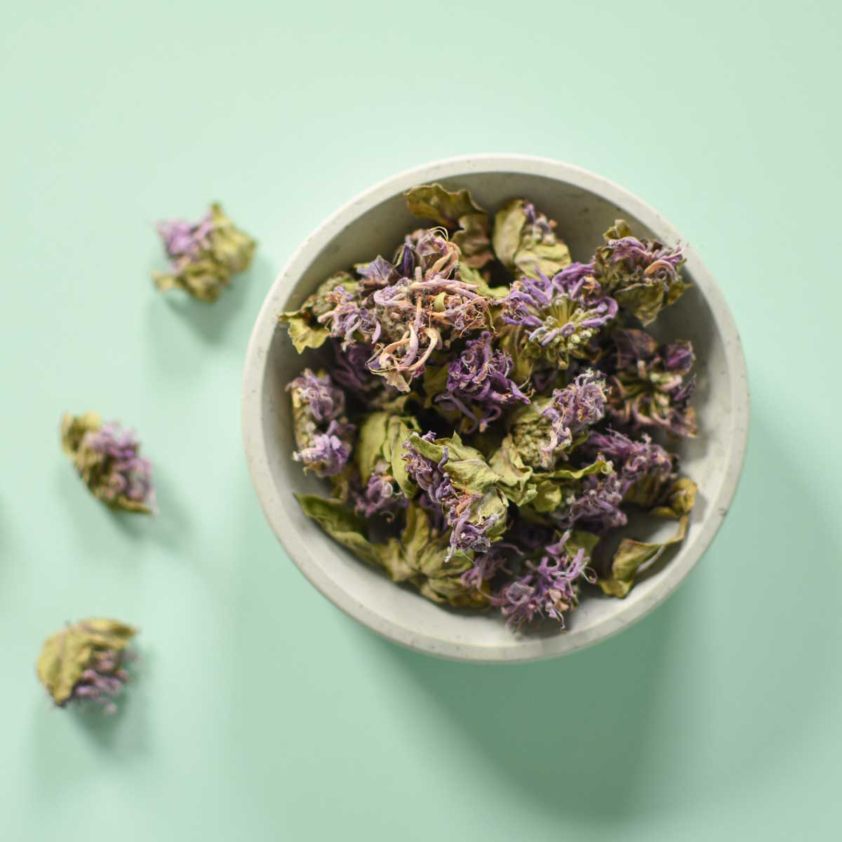 Monarde fistuleuse, fleur