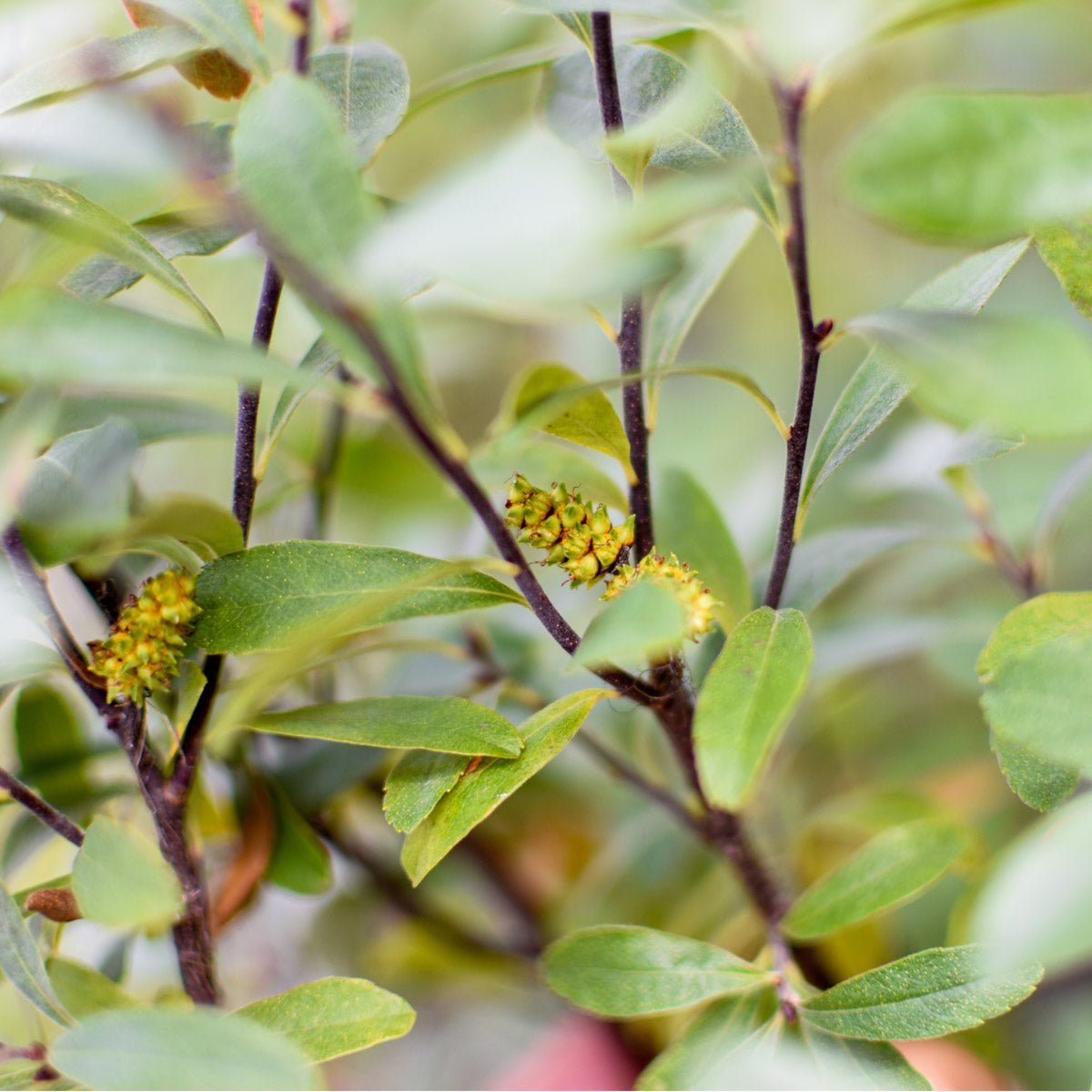 Myrique baumier, chaton