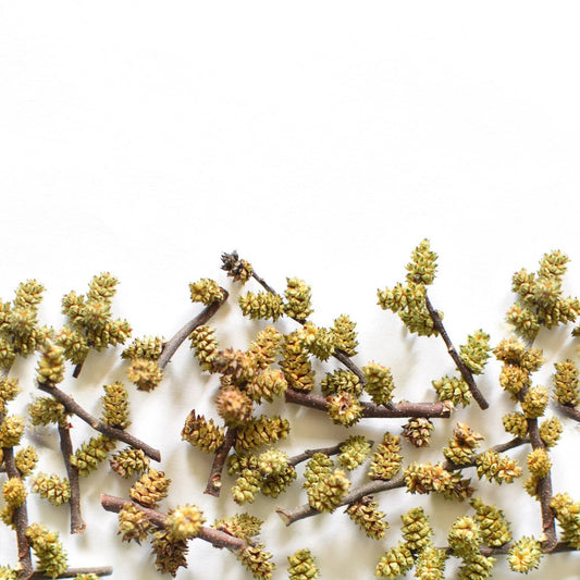 Myrique baumier, chaton